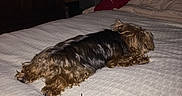 Peanut joined the competition — help win amazing prizes! dog, bed, blanket, indoor, pet, small_dog, lying_down, fur, curly_fur, brown_fur, black_fur, cozy, sleeping, resting, furniture, room, curtains, dim_light, red_blanket, handwritten_text