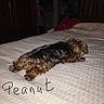 bed, black_fur, blanket, brown_fur, cozy, curly_fur, curtains, dim_light, dog, fur, furniture, handwritten_text, indoor, lying_down, pet, red_blanket, resting, room, sleeping, small_dog