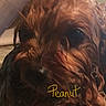 Peanut is registered to the contest to win money with this photo: dog, wet, close_up, curly_fur, pet, animal, brown, face, fur, indoors, portrait, canine, cute, domestic_animal, looking_away, pet_name, text_overlay, candid, blurry, dim_lighting
