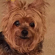 Peanut is registered to the contest to win money with this photo: dog, pet, close_up, fluffy, brown_fur, black_nose, carpet, indoor, animal, cute, portrait, face, fur, small_dog, friendly, companion, canine, eyeballs, whiskers, domestic