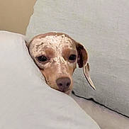 Cocoa joined the competition — help win amazing prizes! dog, pet, bed, pillow, resting, cozy, indoor, animal, cute, sleepy, brown, white, ears, face, lying_down, comfort, relaxed, closeup, soft, domestic