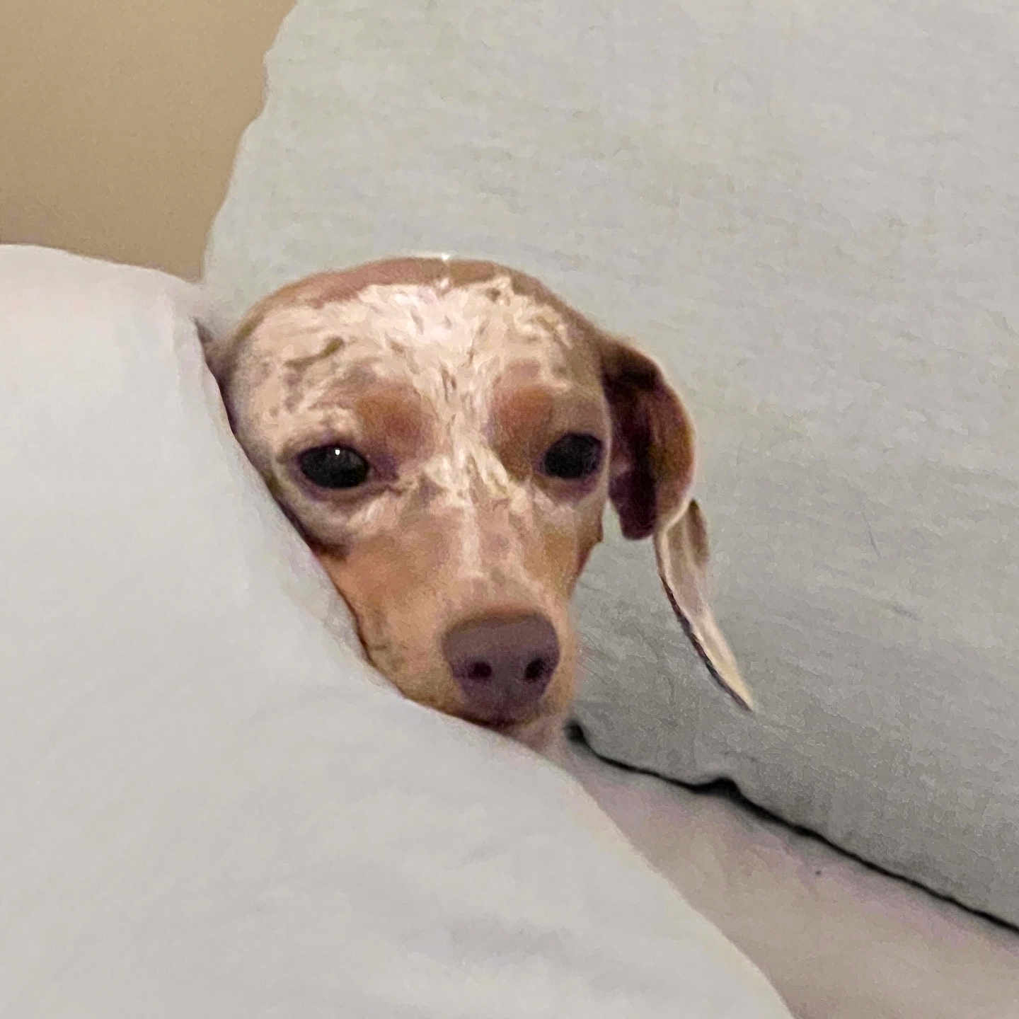 Cocoa