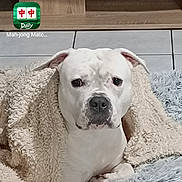 Isco a rejoint le concours — aidez-le/la à gagner de superbes lots ! animal, app_icons, blanket, centered_subject, dog, floor, fluffy_blanket, home, indoor, pet, phone_screen, photography, portrait, rug, screenshot, serious_expression, sitting, smartphone, tile, white_dog