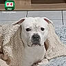 animal, app_icons, blanket, centered_subject, dog, floor, fluffy_blanket, home, indoor, pet, phone_screen, photography, portrait, rug, screenshot, serious_expression, sitting, smartphone, tile, white_dog