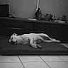 Isco participe au concours pour gagner de l'argent avec cette photo : black_and_white, cabinet, cushion, decorations, dog, floor, furniture, home, indoor, living_room, long_body, lying_down, monochrome, paws, pet, portrait, relaxed, resting, sleeping, tiles