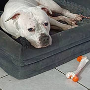 Isco a rejoint le concours — aidez-le/la à gagner de superbes lots ! dog, white_dog, spotted, dog_bed, toy_bone, tile_floor, indoor, pet, resting, laying_down, animal, canine, relaxed, cozy, domestic, furniture, floor, companion, living_space, quiet