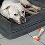 dog, white_dog, spotted, dog_bed, toy_bone, tile_floor, indoor, pet, resting, laying_down, animal, canine, relaxed, cozy, domestic, furniture, floor, companion, living_space, quiet