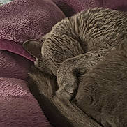 Loulou a rejoint le concours — aidez-le/la à gagner de superbes lots ! cat, sleeping_cat, pet, blanket, purple_blanket, fur, curled_up, nap, cozy, indoor, bed, pillow, closeup, tail, whiskers, domestic_animal, gray_cat, soft_texture, relaxed, resting