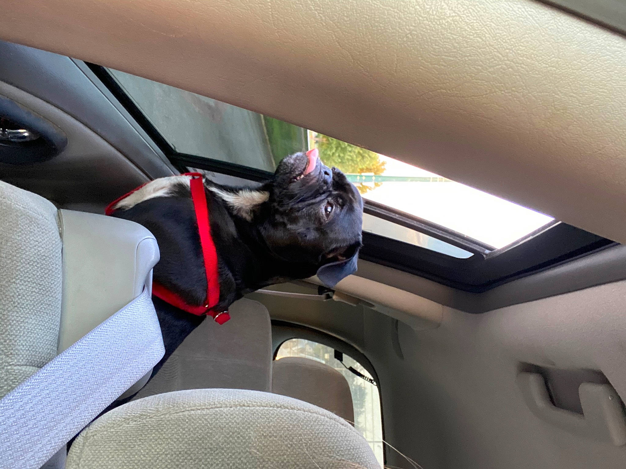 Douglas joined the competition — help win amazing prizes! auto_part, car, car_seat, car_seat_cover, driving, family_car, seat_belt, vehicle, vehicle_door