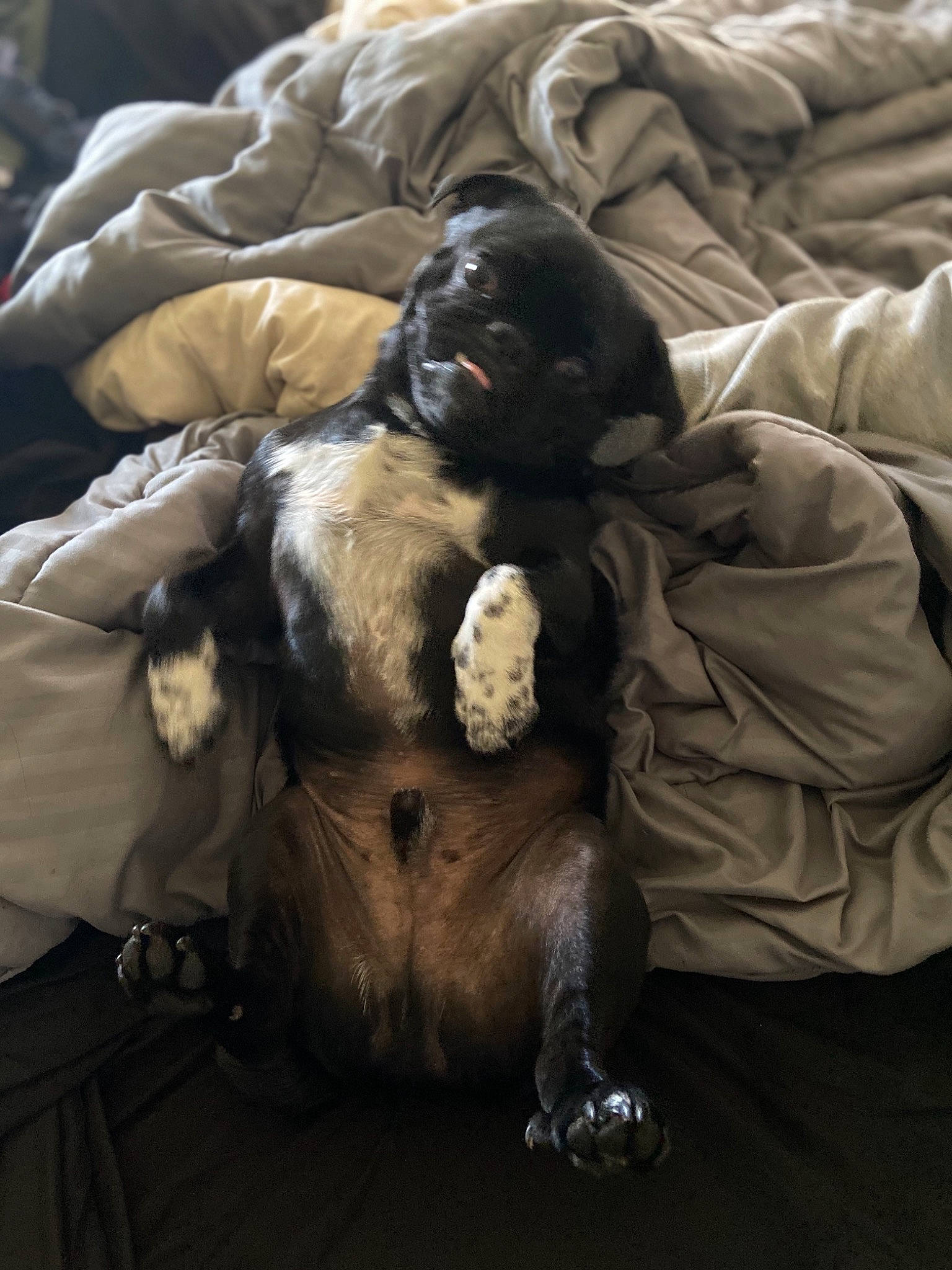 Douglas joined the competition — help win amazing prizes! american_cocker_spaniel, canidae, carnivore, companion_dog, dog, dog_breed, fur, puppy, snout, spaniel, sporting_group