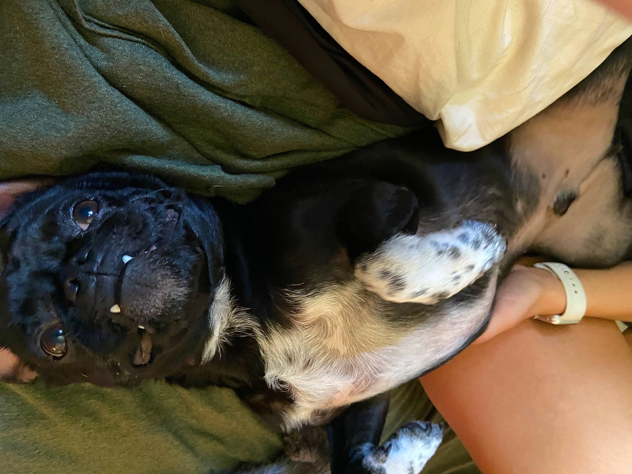 Douglas is registered to the contest to win money with this photo: canidae, carnivore, companion_dog, dog, dog_breed, fawn, great_dane, non_sporting_group, puppy, puppy_love, snout, sporting_group