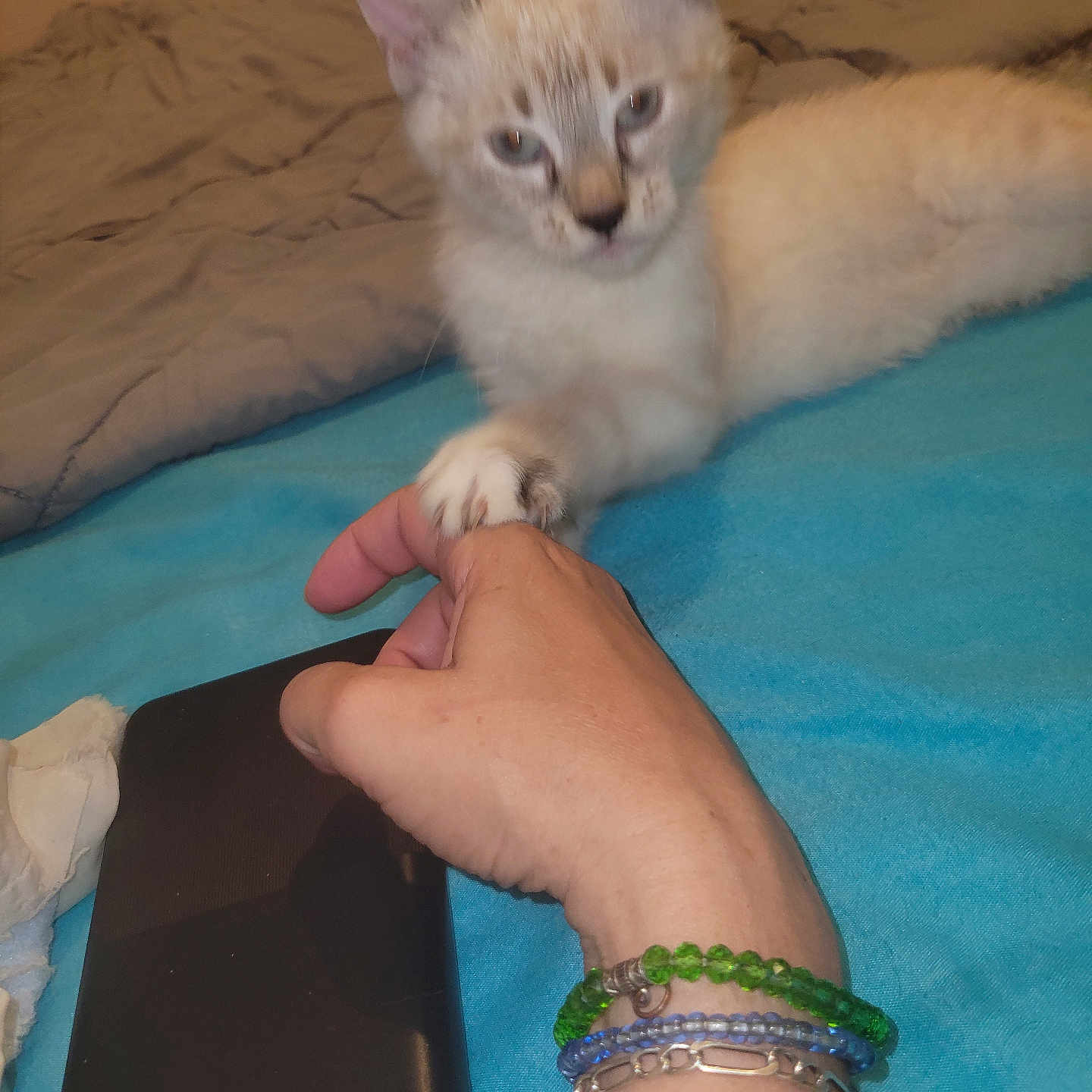 Perle participe au concours pour gagner de l'argent avec cette photo : animal, bed, blanket, blue_blanket, bracelet, cat, close_up, cute, domestic_cat, feline, fur, hand, human_hand, indoor, interaction, kitten, pet, resting, sleepy, touch
