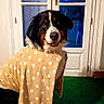 Nina participe au concours pour gagner de l'argent avec cette photo : animal, bernese_mountain_dog, black_white_brown, blue_sky, clothing, dog, door, dressed_up, evening, fluffy, funny, glass_door, green_floor, happy, indoors, pet, polka_dot, portrait, standing, towel