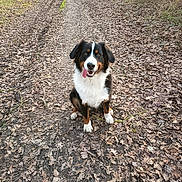 Nina participe au concours pour gagner de l'argent avec cette photo : animal, autumn, bernese_mountain_dog, black_white_brown, dog, fallen_leaves, fluffy, forest, furry, happy, nature, outdoor, path, pet, portrait, sitting, sunlight, tongue_out, trail, woodland