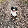 animal, autumn, bernese_mountain_dog, black_white_brown, dog, fallen_leaves, fluffy, forest, furry, happy, nature, outdoor, path, pet, portrait, sitting, sunlight, tongue_out, trail, woodland