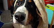 Nina a rejoint le concours — aidez-le/la à gagner de superbes lots ! bernese_mountain_dog, black_white_brown, blanket, boxes, close_up, dog, eyes, floor, floppy_ears, funny, fur, home, hood, indoor, long_snout, nose, pet, portrait, shelves, standing