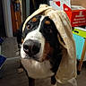 bernese_mountain_dog, black_white_brown, blanket, boxes, close_up, dog, eyes, floor, floppy_ears, funny, fur, home, hood, indoor, long_snout, nose, pet, portrait, shelves, standing