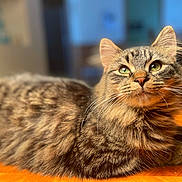 Rocky joined the competition — help win amazing prizes! animal, cat, close_up, cute, domestic, feline, fluffy, fur, green_eyes, household, indoor, mammal, pet, portrait, relaxed, resting, soft_lighting, tabby, whiskers, wooden_surface