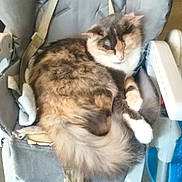 Lilow a rejoint le concours — aidez-le/la à gagner de superbes lots ! animal, calm, cat, chair, comfort, cozy, cute, domestic, feline, fluffy, fur, gray, indoor, paw, pet, relaxation, resting, sleeping, soft, tail