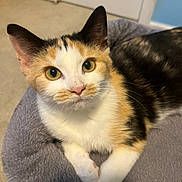 Summer is registered to the contest to win money with this photo: adorable, animal, calico, cat, close_up, cozy, cute, domestic_animal, feline, fur, indoor, looking_at_camera, orange_black_white, paws, pet_bed, relaxed, resting, soft, whiskers, yellow_eyes