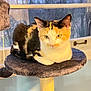 animal, animal_portrait, calico_cat, cat, cat_tree, cozy, cute, domestic_animal, ears, feline, fur, home, indoor, pet, relaxed, resting, soft_light, whiskers, window, yellow_eyes