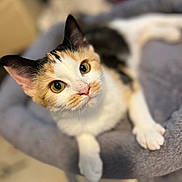 Summer is registered to the contest to win money with this photo: cat, calico, pet, animal, cute, feline, indoor, relaxed, soft, fur, whiskers, ears, eyes, claws, paws, resting, comfortable, closeup, adorable, home