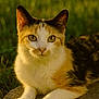animal, calico_cat, cat, close_up, cute, ears, eyes, feline, fur, grass, mammal, nature, outdoor, pet, portrait, relaxed, resting, stone, sunlight, whiskers