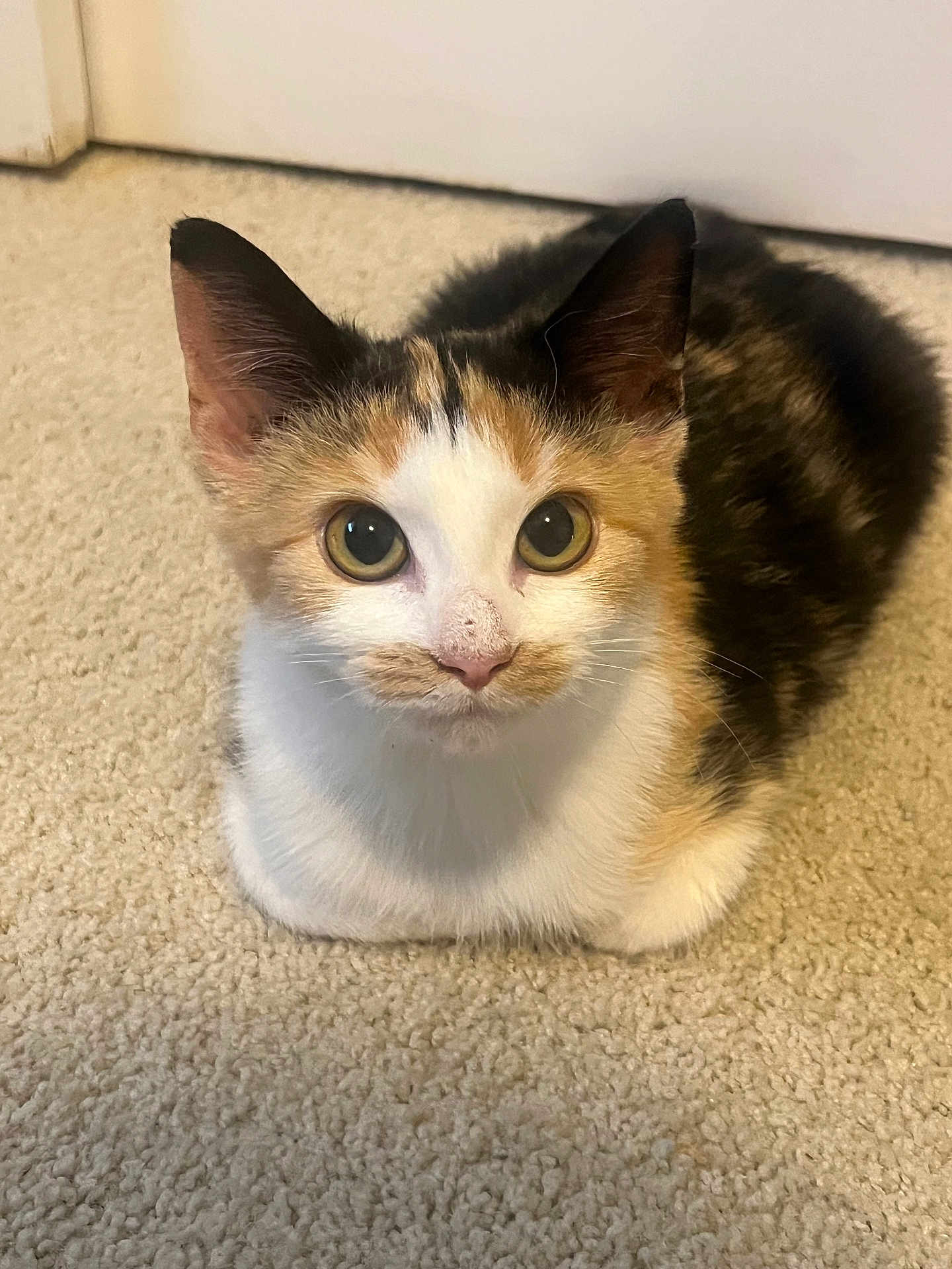 Summer is registered to the contest to win money with this photo: cat, kitten, calico, pet, animal, fur, whiskers, ears, eyes, carpet, indoor, cute, small, sitting, young, domestic, mammal, curious, feline, soft