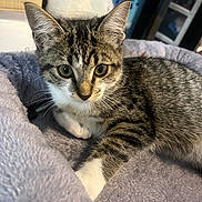 Rain is registered to the contest to win money with this photo: kitten, tabby, cat, pet, animal, fur, whiskers, paw, indoor, blanket, soft, cute, young, feline, resting, alert, cozy, closeup, domestic, playful