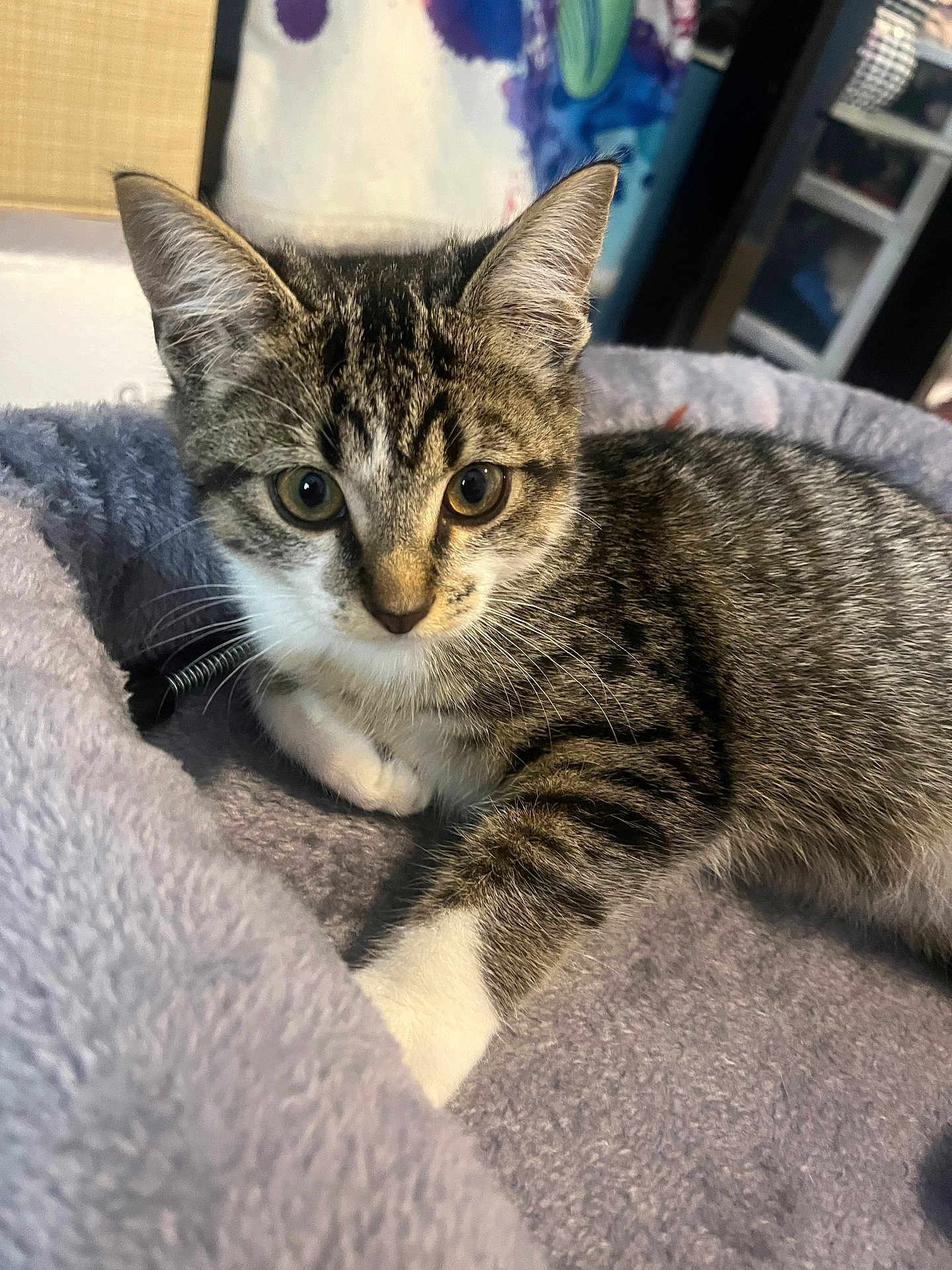 Rain is registered to the contest to win money with this photo: kitten, tabby, cat, pet, animal, fur, whiskers, paw, indoor, blanket, soft, cute, young, feline, resting, alert, cozy, closeup, domestic, playful