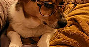 Charli a rejoint le concours — aidez-le/la à gagner de superbes lots ! animal, bed, blanket, brown, casual, clutter, comfort, cozy, cute, dog, eyewear, fur, glasses, home, indoor, pet, relaxed, resting, sleepy, white