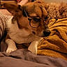 Charli a rejoint le concours — aidez-le/la à gagner de superbes lots ! dog, glasses, bed, blanket, indoor, pet, brown, white, fur, resting, cozy, relaxed, animal, sleepy, casual, clutter, home, comfort, eyewear, cute