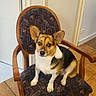 Charli a rejoint le concours — aidez-le/la à gagner de superbes lots ! dog, chair, indoor, wooden_chair, pet, animal, floor, tile_floor, patterned_upholstery, tricolor_dog, ears, sitting, looking, furniture, door, handle, wall, home, domestic, cute