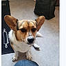 Charli participe au concours pour gagner de l'argent avec cette photo : animal, black_bag, brown, canine, companion, corgi, cute, dog, domestic_animal, ear, floor, indoor, jeans, looking_up, paw, pet, rug, small_dog, waiting, white