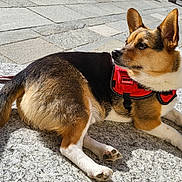 Charli participe au concours pour gagner de l'argent avec cette photo : dog, leash, harness, outdoor, pavement, sunlight, pet, animal, tricolor, relaxed, stone_surface, side_view, calm, ears_up, urban, garden, nature, daytime, canine, alert