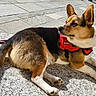 dog, leash, harness, outdoor, pavement, sunlight, pet, animal, tricolor, relaxed, stone_surface, side_view, calm, ears_up, urban, garden, nature, daytime, canine, alert