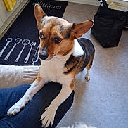 Charli a rejoint le concours — aidez-le/la à gagner de superbes lots ! animal, black_bag, companion, cute, dog, ears, floor, fur, home, indoor, kitchen, knees, light, looking_up, mat, paws, person, pet, tricolor, utensils