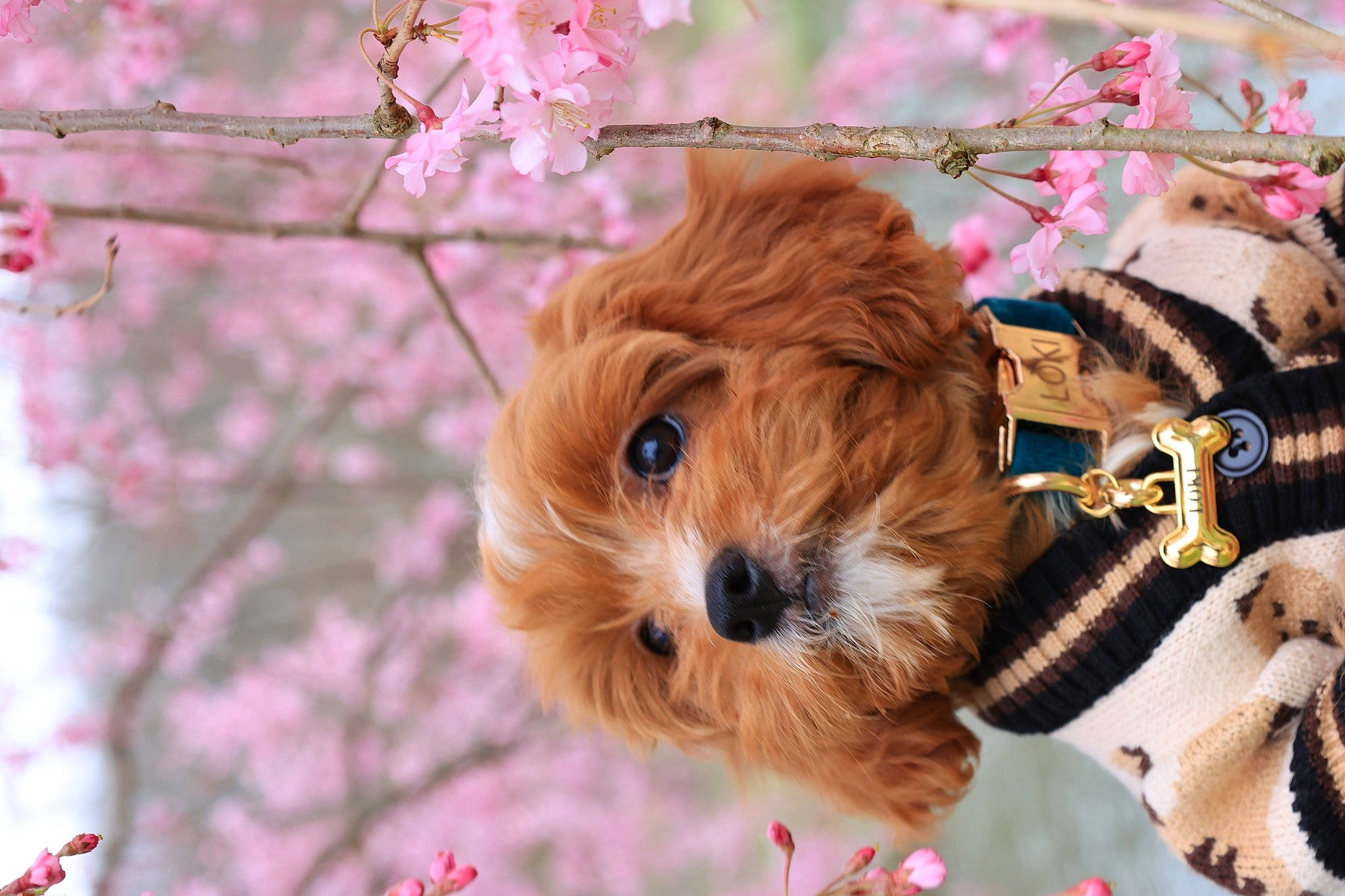 Loki joined the competition — help win amazing prizes! blossom, carnivore, clock, collar, companion_dog, dog, dog_breed, dog_collar, fawn, flower, petal, pink, plant, snout, sporting_group, spring, toy, toy_dog, tree, twig