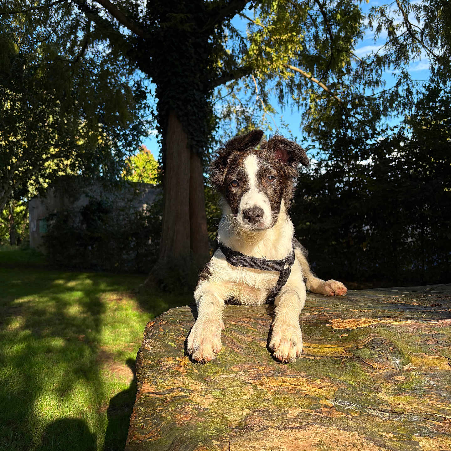 Tess participe au concours pour gagner de l'argent avec cette photo : animal, black_and_white, canine, collar, curious, daylight, dog, grass, leafy, log, moss, nature, outdoor, park, pet, puppy, shadow, sunlight, tree, young