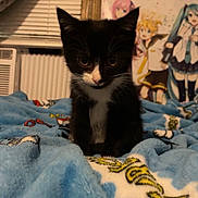 Midnight joined the competition — help win amazing prizes! kitten, black_and_white, cat, blue_blanket, bedroom, anime_posters, curious, indoor, window, blinds, soft_texture, young_cat, pet, animal, cozy, feline, small, cute, sitting, looking