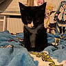 kitten, black_and_white, cat, blue_blanket, bedroom, anime_posters, curious, indoor, window, blinds, soft_texture, young_cat, pet, animal, cozy, feline, small, cute, sitting, looking