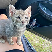 Conway is registered to the contest to win money with this photo: kitten, gray_cat, pet, animal, indoor, car_interior, lap, whiskers, ears, fur, sunlight, window, door, seat, human_leg, cute, small, young, looking_up, closeup
