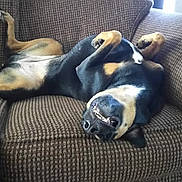 Nia is registered to the contest to win money with this photo: dog, couch, upside_down, relaxed, smiling, indoor, pet, canine, fur, brown, black, white_markings, paw, nose, teeth, funny_pose, home, furniture, comfort, resting