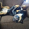 dog, couch, upside_down, relaxed, smiling, indoor, pet, canine, fur, brown, black, white_markings, paw, nose, teeth, funny_pose, home, furniture, comfort, resting