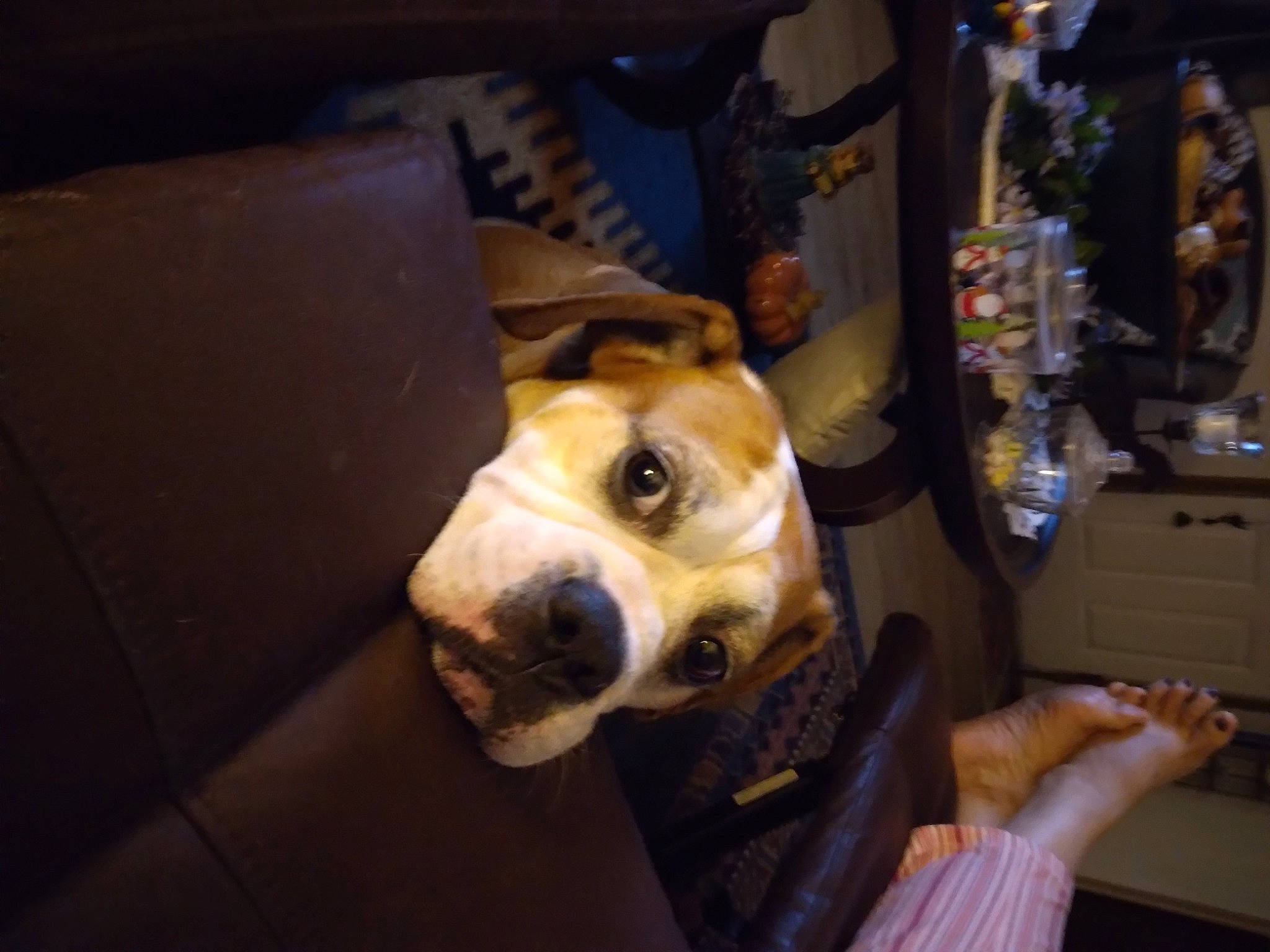 Rocky is registered to the contest to win money with this photo: canidae, carnivore, companion_dog, couch, dog, dog_breed, ear, fawn, fur, machine, non_sporting_group, personal_protective_equipment, selfie, snout, sporting_group, whiskers, working_animal