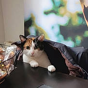 Héla a rejoint le concours — aidez-le/la à gagner de superbes lots ! cat, calico_cat, table, jacket, paws, curious, indoor, basket, snacks, smartphone, blurred_background, greenery, resting, fur, whiskers, ears, face, pet, domestic_animal, cozy