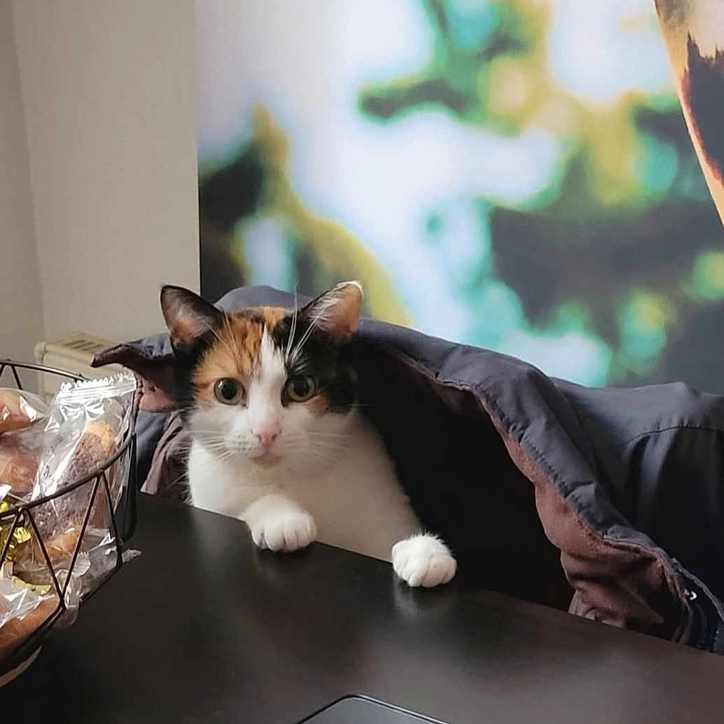 Héla a rejoint le concours — aidez-le/la à gagner de superbes lots ! basket, blurred_background, calico_cat, cat, cozy, curious, domestic_animal, ears, face, fur, greenery, indoor, jacket, paws, pet, resting, smartphone, snacks, table, whiskers