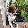 animal, brown, canine, collar, daylight, dog, fence, fur, garden, greenery, leaf, nature, outdoor, palm_plant, pet, portrait, potted_plant, relaxed, wall, white