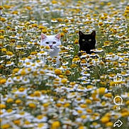 Loolou a rejoint le concours — aidez-le/la à gagner de superbes lots ! animal, black_cat, cat, contrast, curious, cute, field, flowers, garden, grass, nature, outdoor, peaceful, pet, spring, two_animals, white_cat, white_flowers, wildlife, yellow_flowers