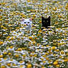 animal, black_cat, cat, contrast, curious, cute, field, flowers, garden, grass, nature, outdoor, peaceful, pet, spring, two_animals, white_cat, white_flowers, wildlife, yellow_flowers